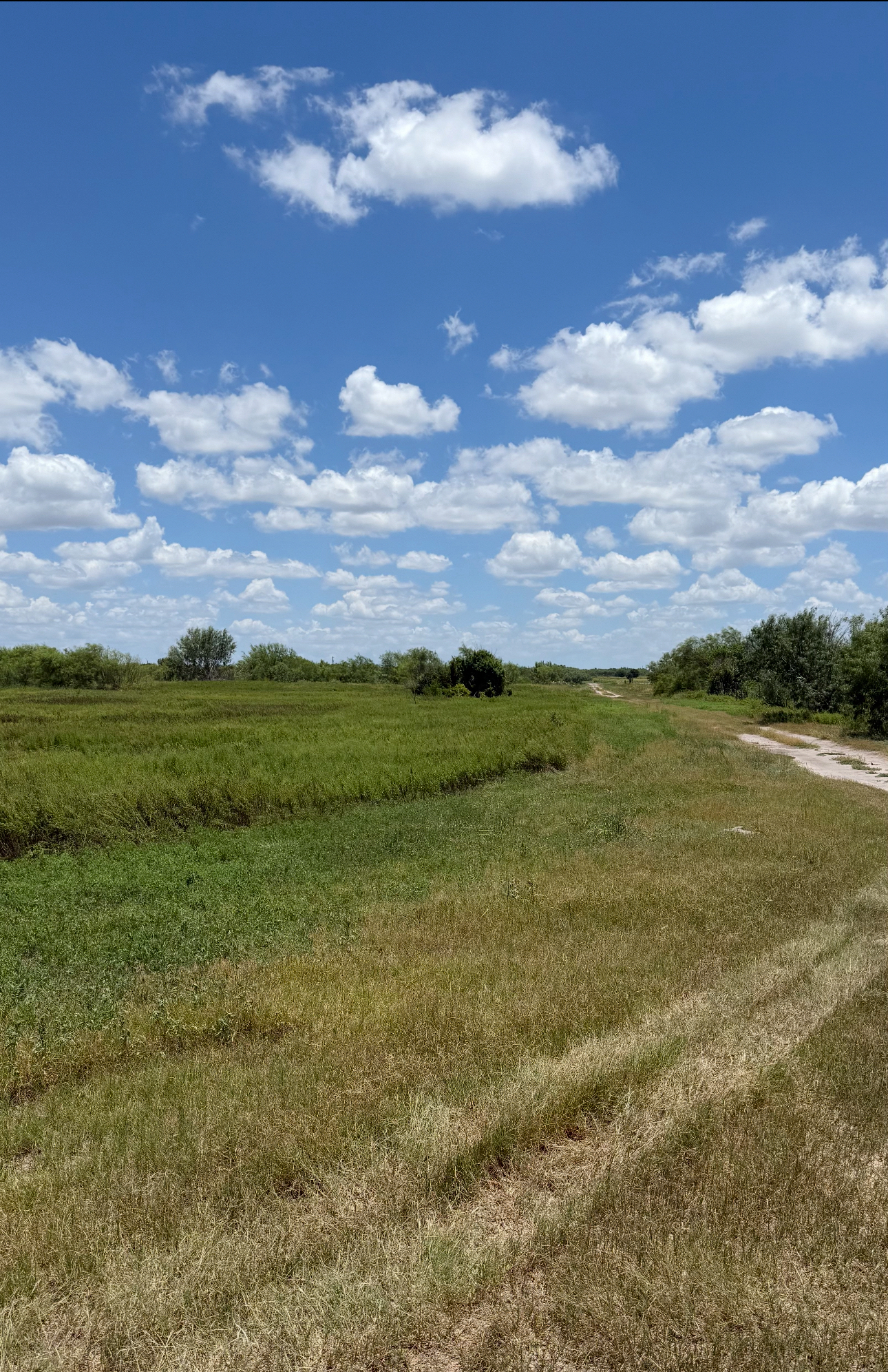 mcallen real estate